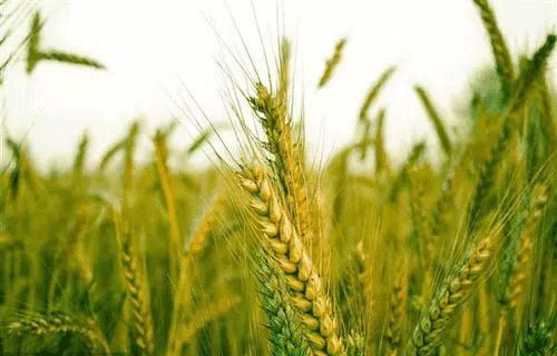 土壤檢測需要哪些設備？常用儀器介紹