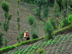 土壤墑情監(jiān)測站可提供全面的信息服務