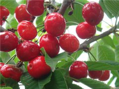 土壤養(yǎng)分速測儀是怎么測定土壤養(yǎng)分的？