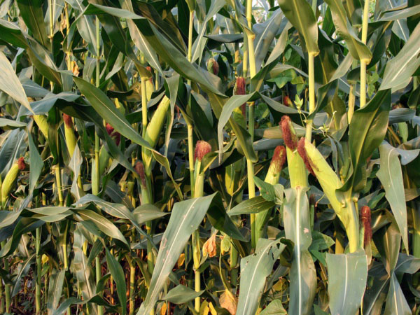 利用風(fēng)途墑情自動(dòng)監(jiān)測(cè)系統(tǒng)合理灌溉夏玉米