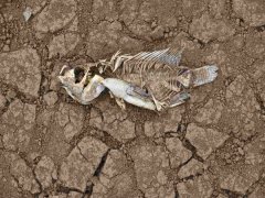 安裝土壤墑情自動監(jiān)測系統的意義在哪里？