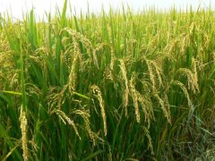 土壤墑情監(jiān)測系統(tǒng)是如何運行的？