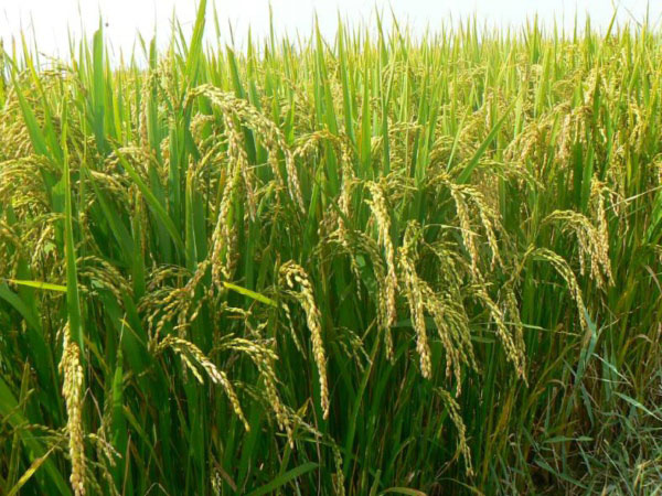 土壤墑情監(jiān)測系統(tǒng)是如何運行的？