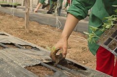 土壤墑情的監(jiān)測方法哪種好？