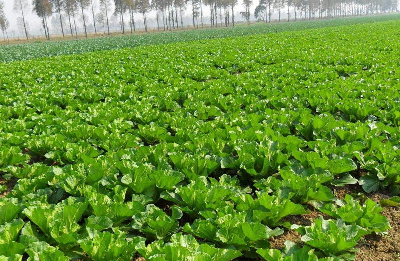 土壤墑情監(jiān)測(cè)需要怎么取樣？