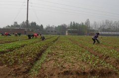 土壤含水量是如何計算的？