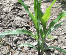 土壤墑情如何實現(xiàn)自動監(jiān)測？