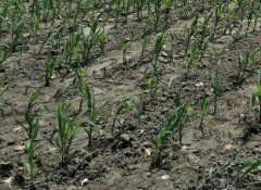 土壤墑情監(jiān)測站是怎樣的系統(tǒng)?