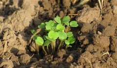 有了物聯(lián)網(wǎng)，土壤墑情監(jiān)測系統(tǒng)才有了“生命”！