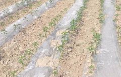 基于無(wú)線(xiàn)網(wǎng)絡(luò)的遠(yuǎn)程墑情監(jiān)測(cè)系統(tǒng)介紹