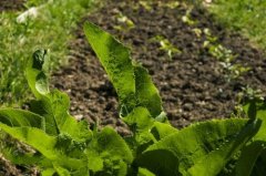 國(guó)內(nèi)外墑情監(jiān)測(cè)方法