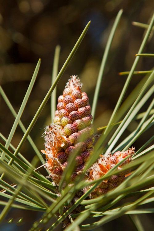 土壤水分實(shí)時監(jiān)測設(shè)備是如何在菠蘿園發(fā)揮作用的？